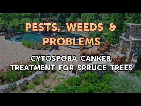 Video: Nguyên nhân gây ra Cytospora canker?