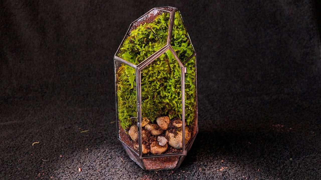 Live Moss Terrarium Glass Bowl 