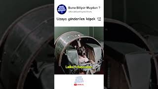 Uzaya Gönderilen İlk Canlı Laikanın Hüzünlü Hikâyesi