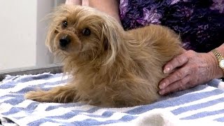 Yorkie Recovering After Having Snout Bound Shut For Barking Too Much