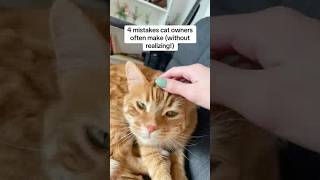 mistakes cat owners often make #cat #cattips #petcare #petlovers #sponsored