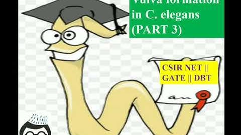 VULVA FORMATION IN C. ELEGANS (PART 3) || DEVELOPMENTAL BIOLOGY || CSIR NET || GATE || DBT