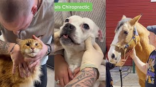 'The Most Stisfying Compilation of Animal Chiropractic Adjustments | ASMR'