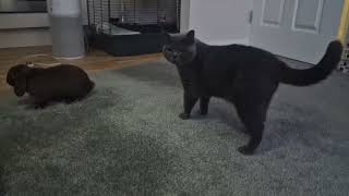 Super Cute Cat and Rabbit interaction by Mochi The Boy 291 views 2 weeks ago 1 minute, 8 seconds