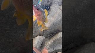 Fui por PARGO y se hizo PRESENTE #jiggin #señuelo #rapala #pesca