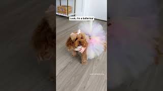 Dog as a ballerina  #shorts