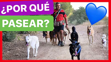 ¿Por qué no debe pasear a su perro a diario?