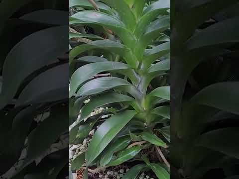 Video Quế Trắng Tháng 8 0978379479 #shorts - youtube