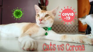 Cats living with Coronavirus || My parents got corona positive || Nitin Nutun by Nitin Nutun 36 views 2 years ago 8 minutes, 28 seconds