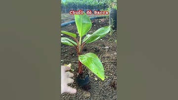 Cây chuối đỏ Dacca #ngocnganbentre #shortvideo #0386569374 #caycanh #agriculture #fruit