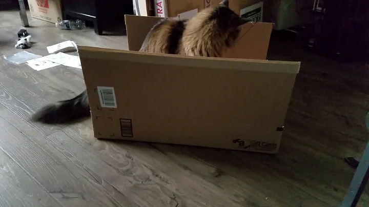 Video 11299431: maine coon cat toys, maine coon cats love