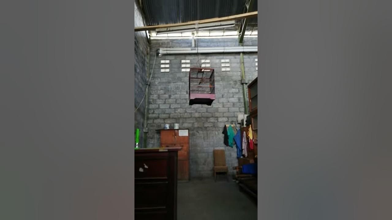Cucak rowo hutan