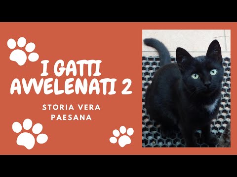 Video: Avvelenamento Nei Gatti