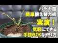 初心者さん専用！手抜きでも育つ！バラ大苗の植え替えのやり方 冬 土 肥料 堆肥 鉢選び