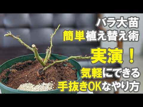 初心者さん専用 手抜きでも育つ バラ大苗の植え替えのやり方 冬 土 肥料 堆肥 鉢選び Youtube