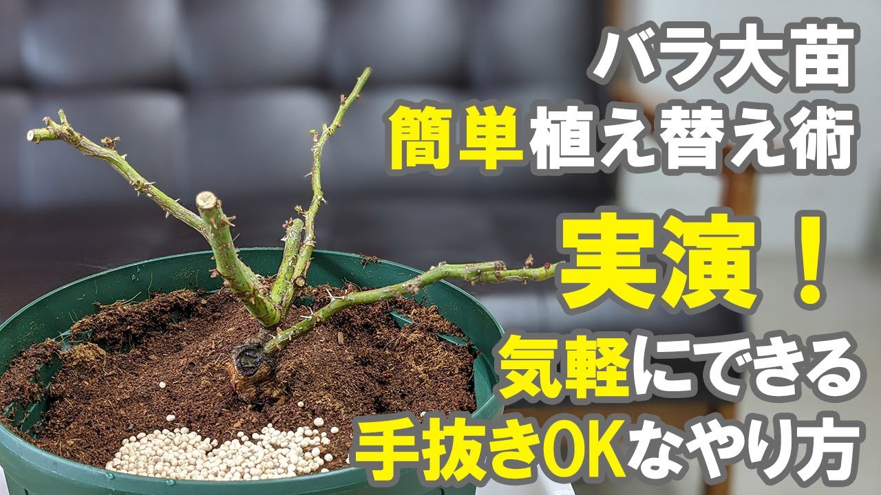 初心者さん専用 手抜きでも育つ バラ大苗の植え替えのやり方 冬 土 肥料 堆肥 鉢選び Youtube