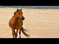 Back to the Wild: The Wild Horses of Assateague Island [audio described]