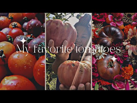 Video: Tomato Favorit: fotografija i opis, karakteristike, recenzije