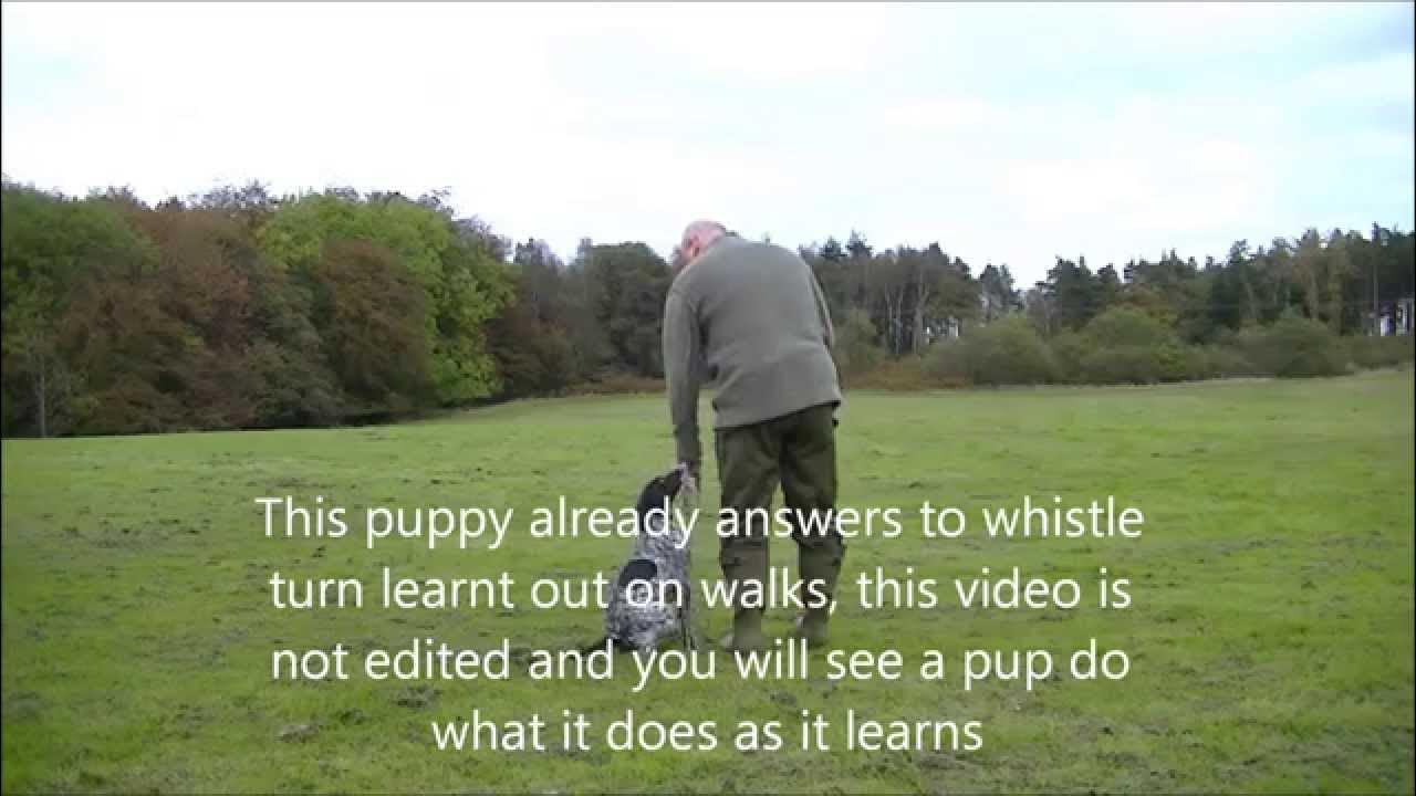 Gundog training how to teach GSP pup to quarter a pattern (basics) YouTube