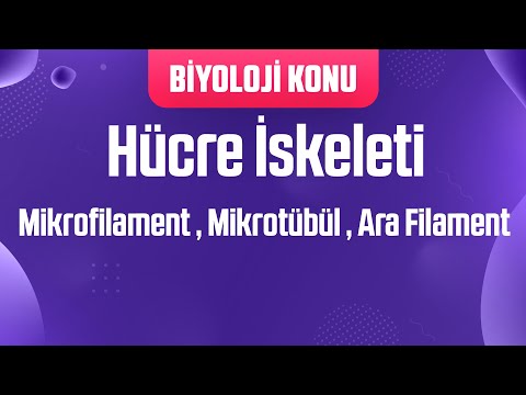 Video: Mikrotübüllerin yapısı ve işlevi nedir?