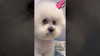 Lovely puppies and So cute of pets  SCOP: 269