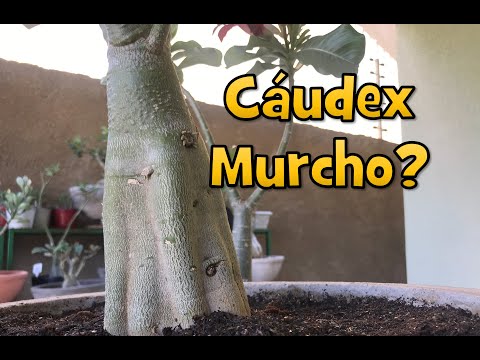 Vídeo: Os esqueletos murchos podem aparecer em rosas murchas?