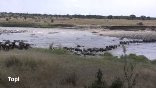 Wildebeest crossing  -Mara River Tanzania by Wild Escapes 3,261 views 8 years ago 4 minutes, 18 seconds