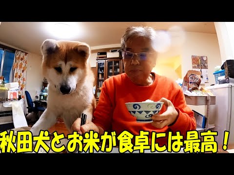 食卓に秋田犬と宮城米は良く似合います