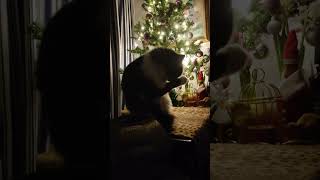 Кот Пушок в зимний февральский день умывается дома  у новогодней ёлки