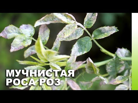 МУЧНИСТАЯ РОСА РОЗ: симптомы, методы борьбы, лечение, схема обработки
