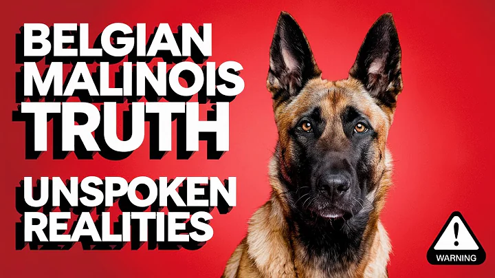 The TRUTH About Raising A Belgian Malinois That No One Tells You!
