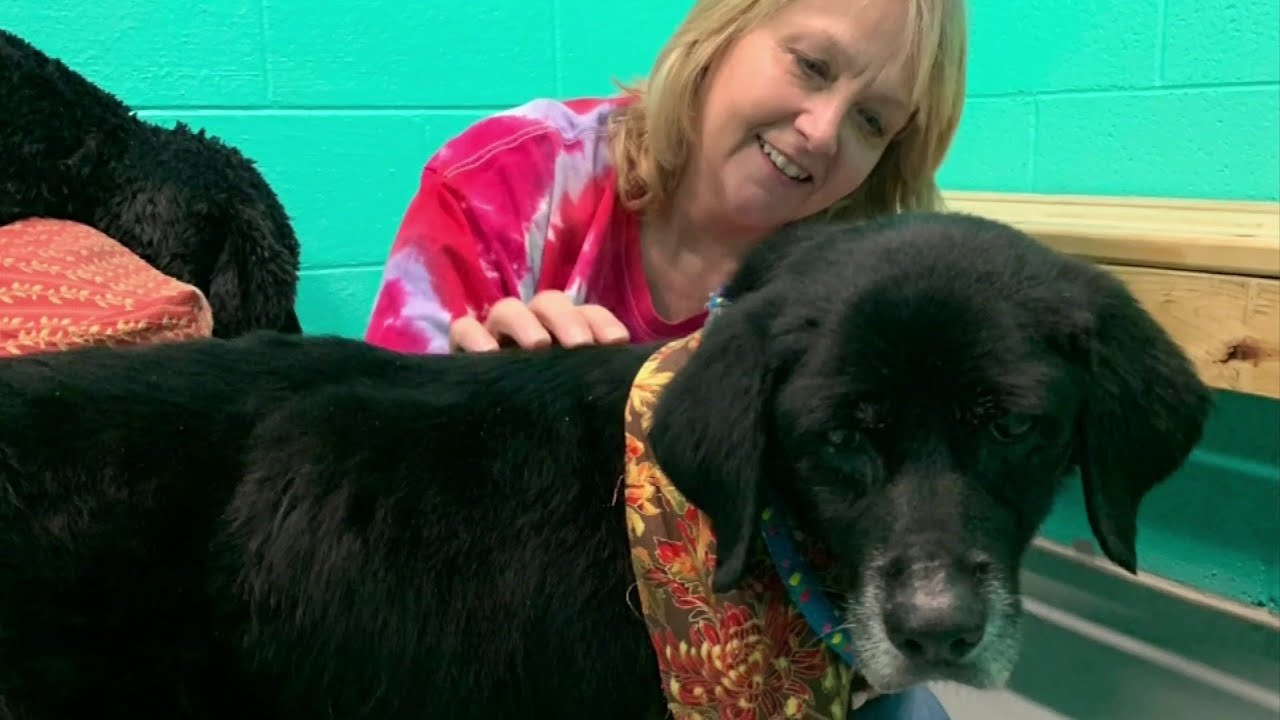 A dog is reunited with owner after 7 years - YouTube