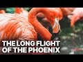 The Long Flight Of The Phoenix Flamingos Documentary