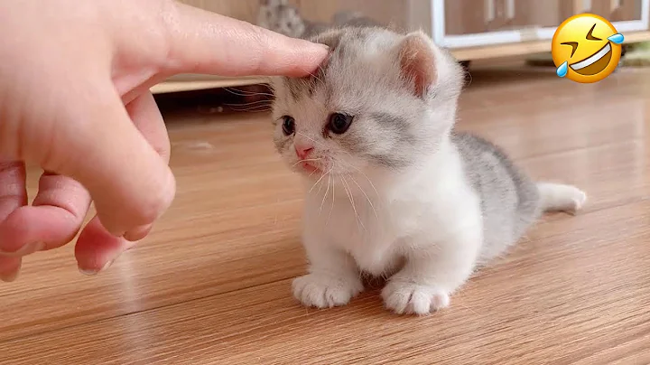 Watch the video about New Funny Animals 2024 🐈🐕 #Funniest Cutest Cats and Dogs🐱😻🐶 Part 82