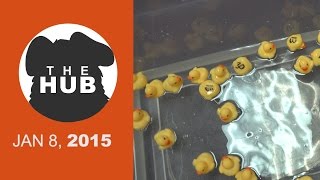 Rubber Ducky Gambling Ring | The HUB - JAN 8, 2015 Rubber Ducky Gambling Ring | The HUB - JAN 8, 2015