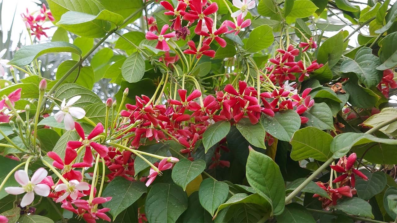 الياسمين الاحمر المتسلق , Quisqualis Indica