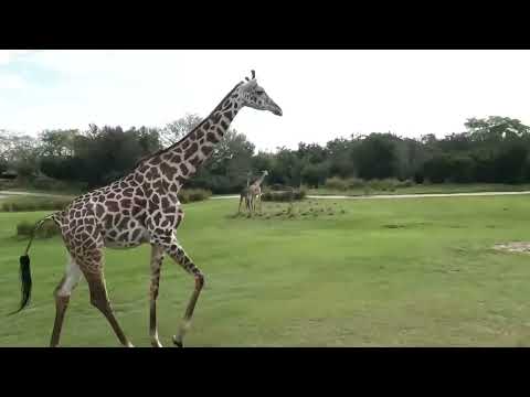 full Safari ride