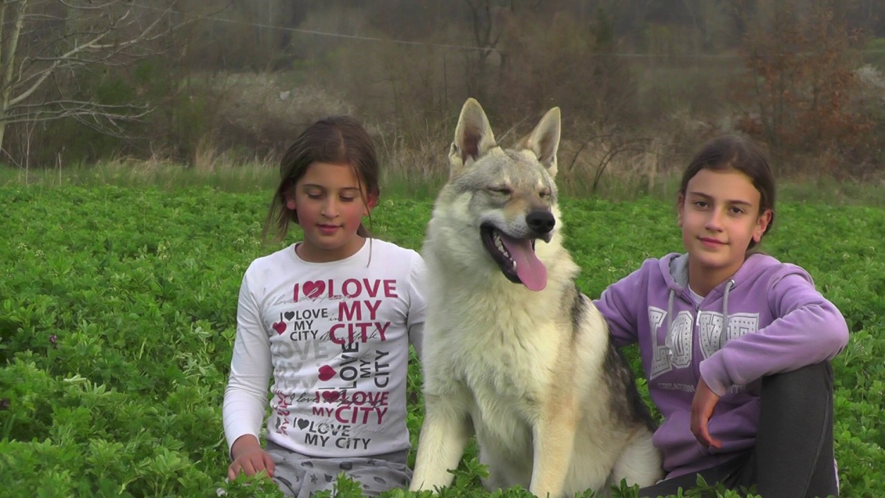 Čehoslovački vučiji pas Hass (2020)