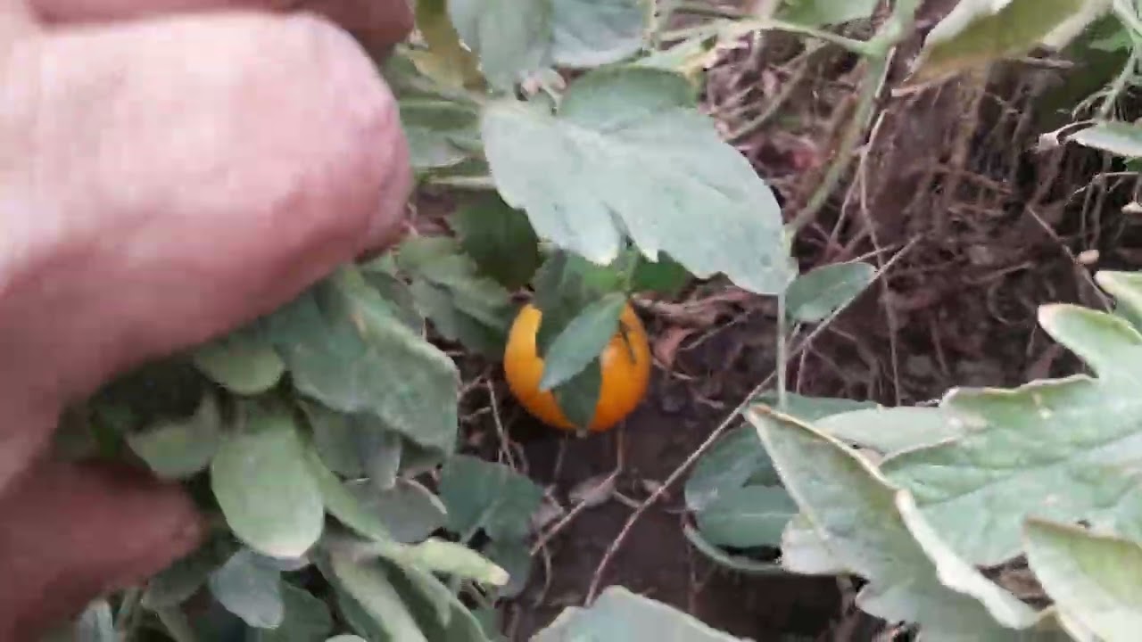 شوفو الحر شسوه بزرعاتي على سطح المنزل .اللهم اكفنا حر جهنم ولمن قال امين .