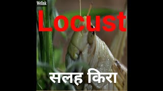 Locust swarm || सलह किरा ||