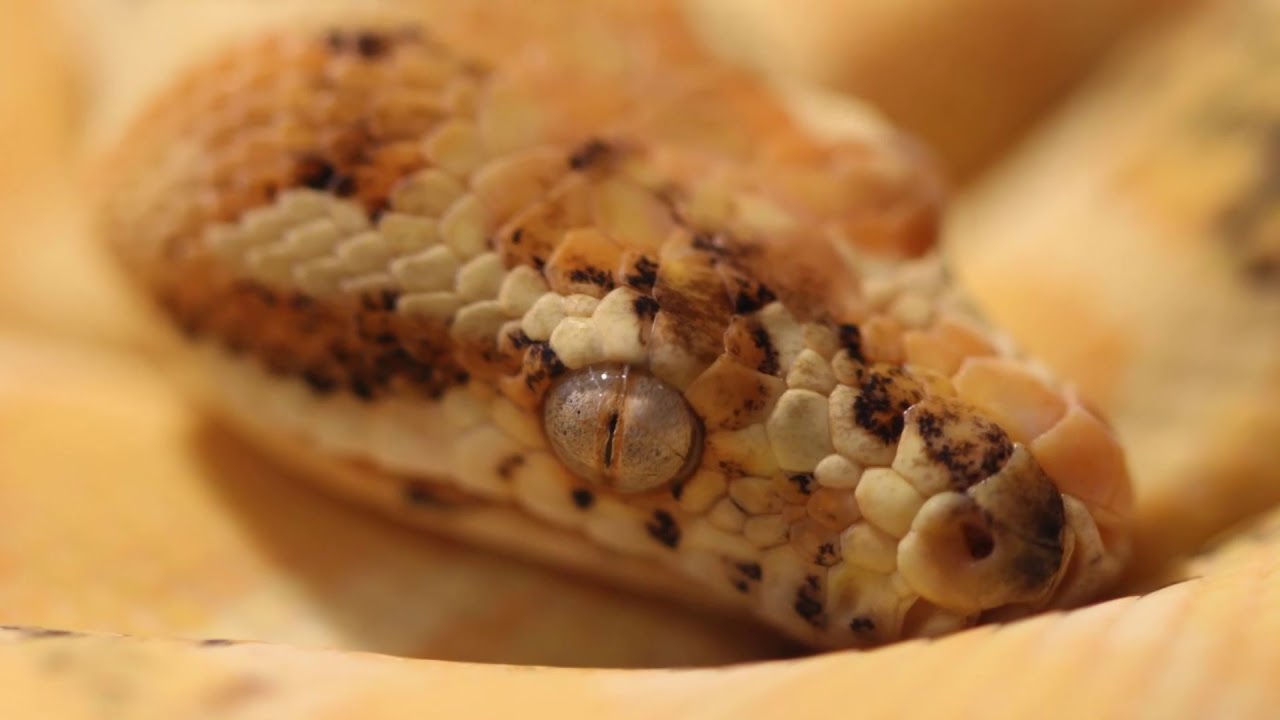 video phone beyonce mp3 INSANE Reptile Expo 2018 - Mates With Snakes