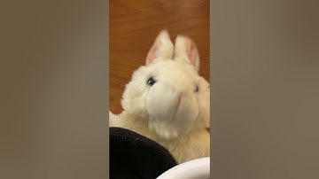 Magic c bunny teaches magic c letters