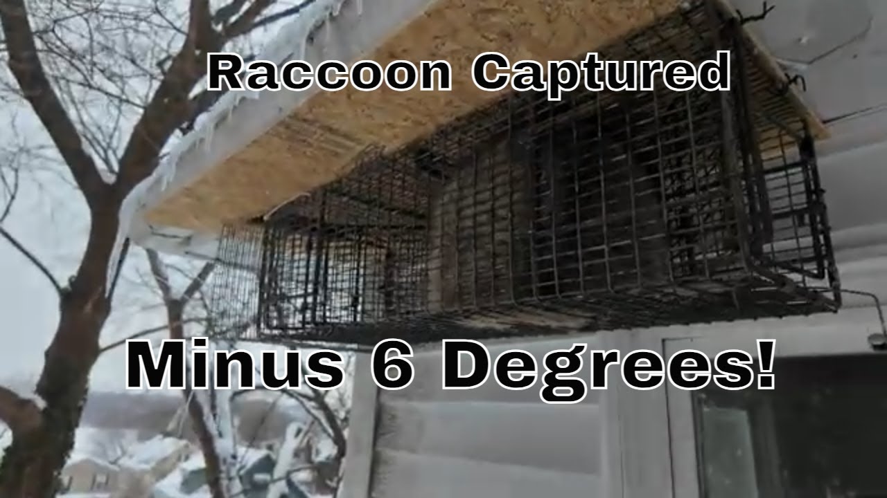 Time & Breeding Make Raccoons Move in Winter - YouTube