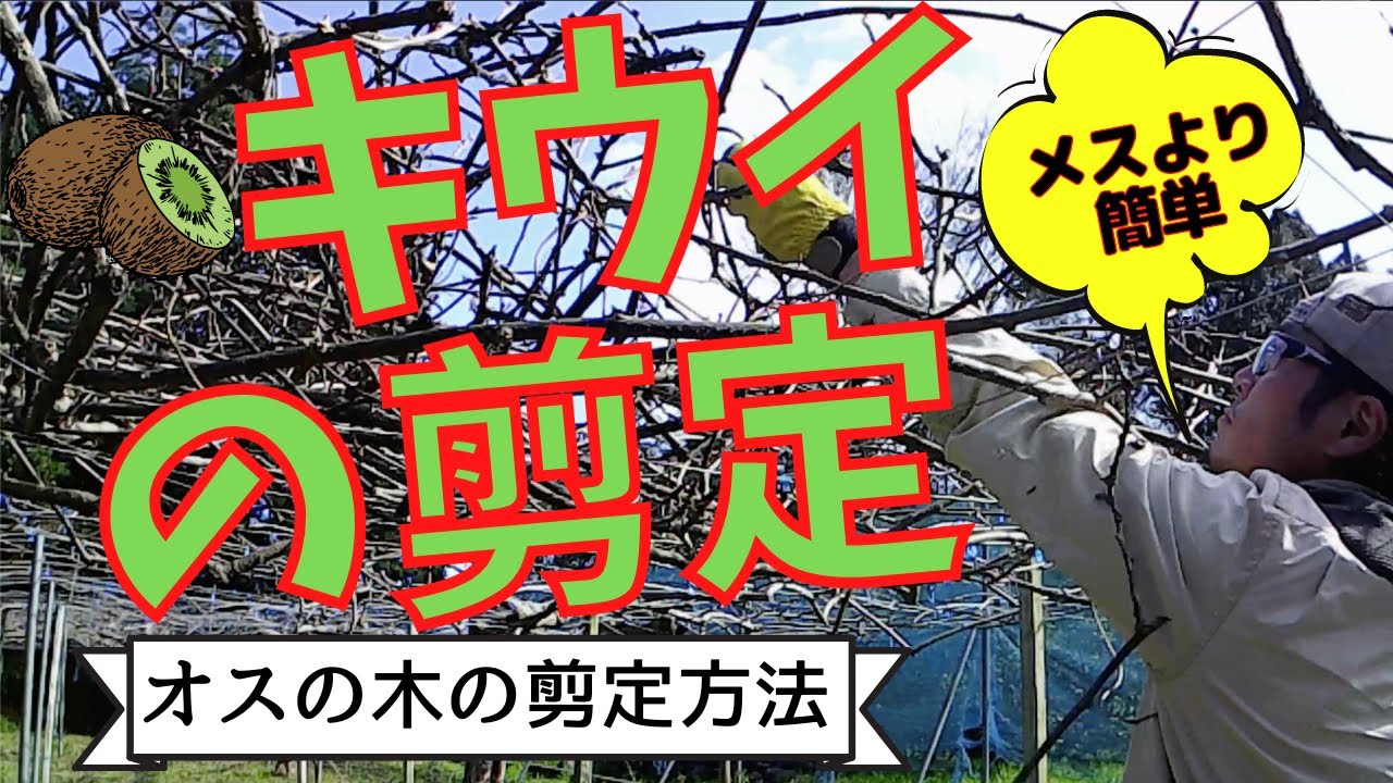 キウイ フルーツ 剪定 の 仕方