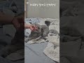 울하리 정말 기분좋은밤~ #실버푸들 #강아지 #하리 #강아지브이로그 #반려견 #침대프레임 #강아지일상