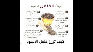 فلفل الاسود طرق تكاثر وأسلوب رعاية لهذة التوابل الجميلة Piper nigru حلقة 236