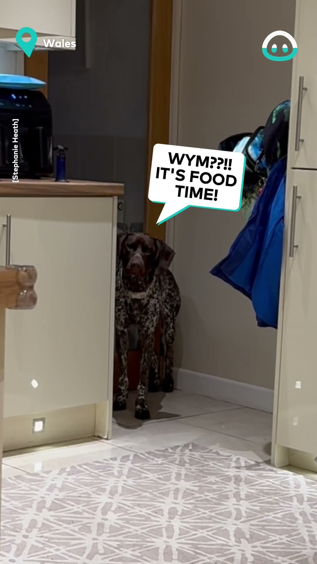 Dog Confused by Daylight Savings || ViralHog