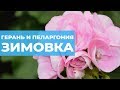 Как сохранить герань зимой. Зимовка пеларгонии. Особенности ухода