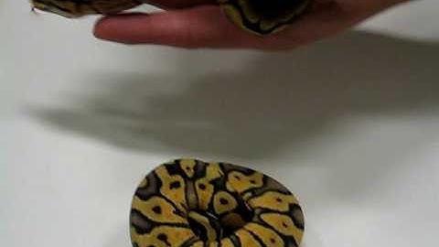 Bumblebee Ball Python