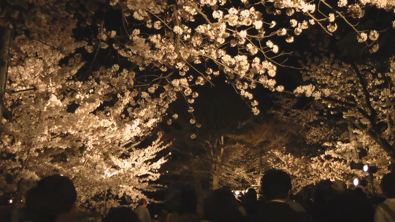 神戸 王子動物園の夜桜通り抜け Cherry Blossoms Light Up In Kobe City Oji Zoo Youtube